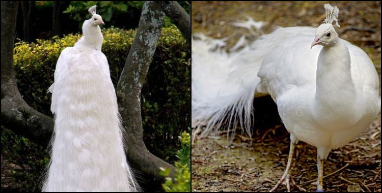 image: Very rare white peacock seen in Uttarakhand