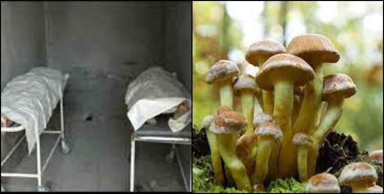 image: Father and daughter die after eating wild mushroom in Tehri Garhwal