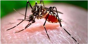 Uttar Pradesh News: Uttarakhand Two people died due to dengue in Kotdwar and Haridwar salary of CMS and CMO banned due t