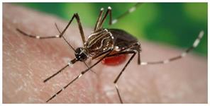 Uttar Pradesh News: Dengue malaria spread in many places of the state 52 patients found in six districts.
