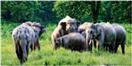 For the first time in Uttarakhand elephants were counted by DNA profile report was prepared by dung