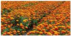 uttarakhand news, merigold flower, Horticulture Department, uttarakhand,